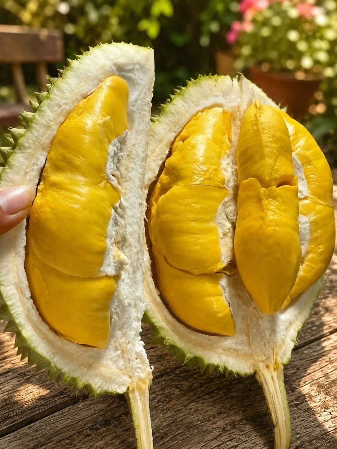 Sầu riêng Chuồng Bò (Chín Hóa)
